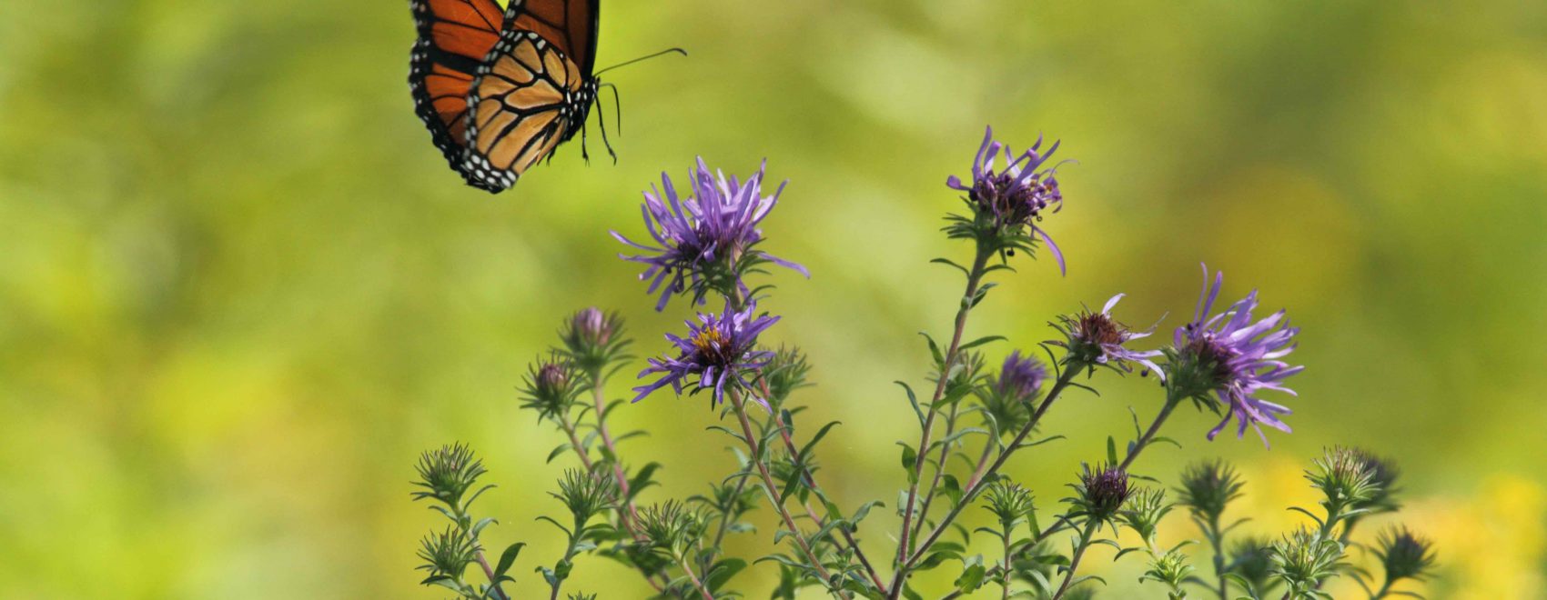 butterflies-senior-care-management