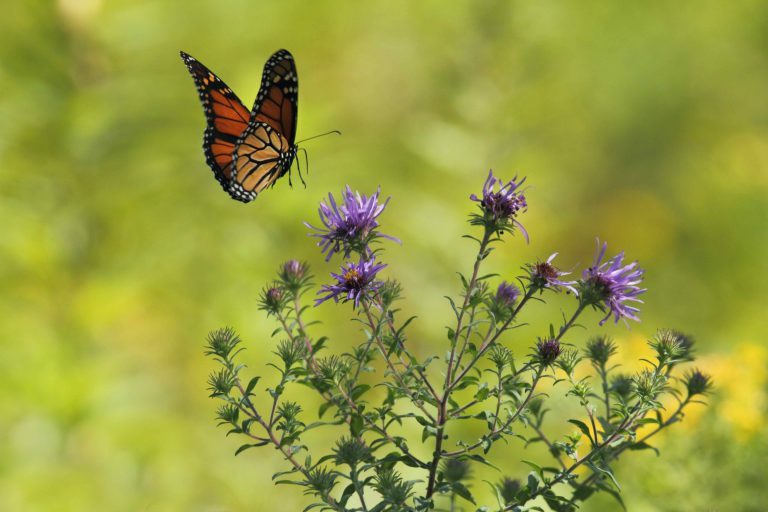 butterflies-senior-care-management