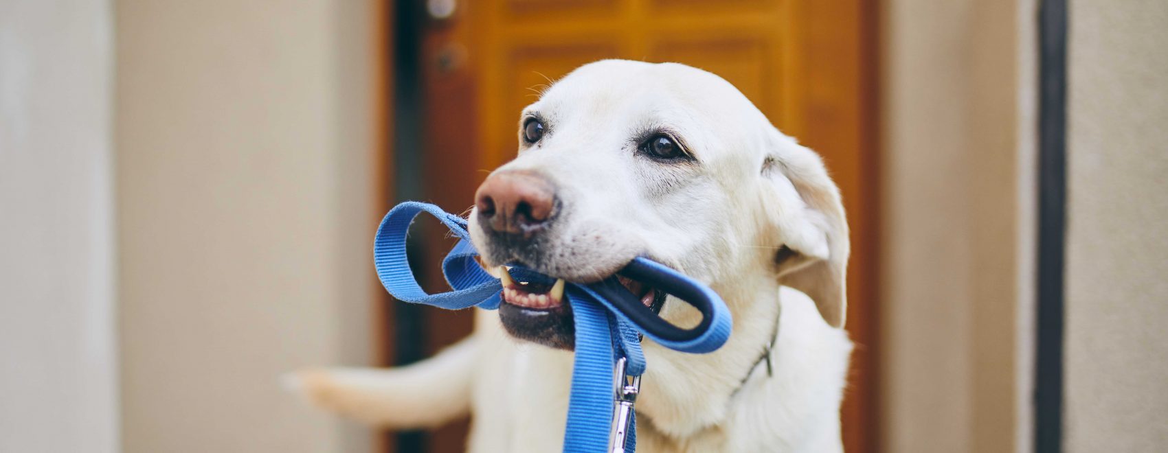 dog-walking